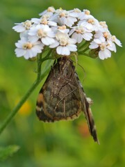 Dysstroma latefasciata