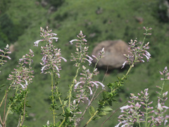 Syncolostemon