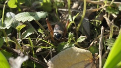 Teleogryllus emma