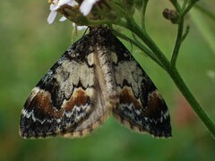 Dysstroma latefasciata
