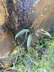 Alternanthera denticulata