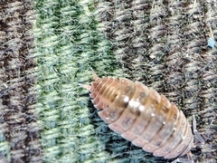 Proporcellio
