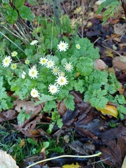 Tanacetum parthenium