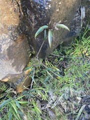 Alternanthera denticulata