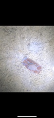 Hydatina physis