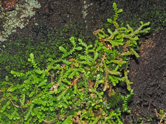 Selaginella mittenii