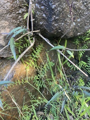 Alternanthera denticulata