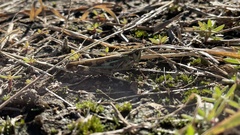 Aiolopus thalassinus tamulus