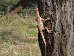 Chlamydosaurus kingii