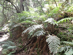 Polystichum transvaalense