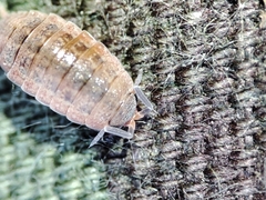 Proporcellio