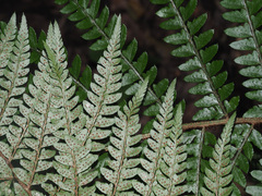 Polystichum transvaalense