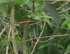 Eurytela dryope angulata