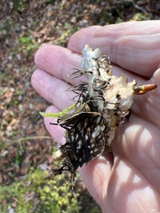 Peltigera neopolydactyla