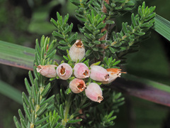 Erica oatesii
