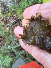 Peltigera neopolydactyla