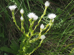 Helichrysum monticola