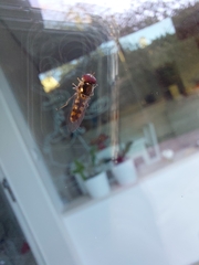 Melanostoma mellinum