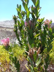 Protea compacta