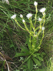 Helichrysum monticola