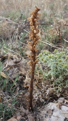 Orobanche amethystea