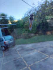 Melanostoma mellinum