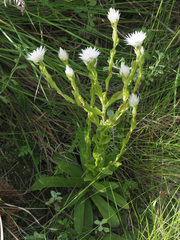 Helichrysum monticola