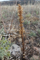 Orobanche amethystea