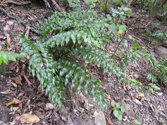 Asplenium oblongifolium