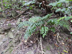 Asplenium oblongifolium