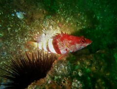 Hypoplectrodes nigroruber