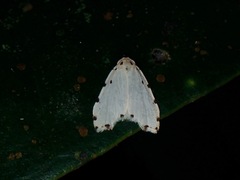 Metaemene circumpunctata