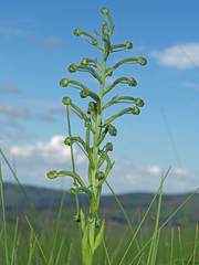 Habenaria humilior