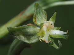 Habenaria humilior