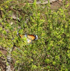 Danaus petilia