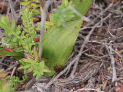 Thelymitra crinita
