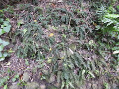Blechnum filiforme