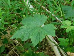 Pelargonium hispidum