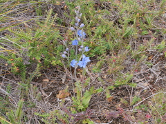 Thelymitra crinita