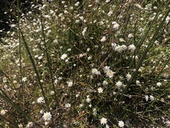 Actinotus minor