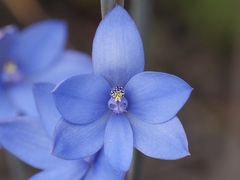 Thelymitra crinita