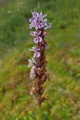 Dactylorhiza maculata
