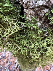Porella platyphylla