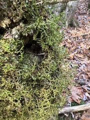 Porella platyphylla