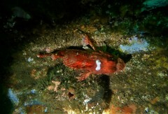Scorpaena jacksoniensis