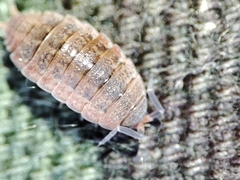 Proporcellio