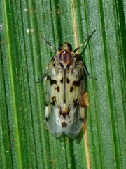 Cixiidae