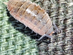 Proporcellio