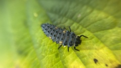 Coccinella septempunctata