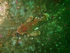 Scorpaena jacksoniensis